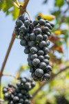Vendemmia_Giovo_D. Mortara (4).jpg